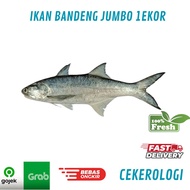 Ikan Bandeng Jumbo 1kg 1ekor / Ikan Bandeng Jumbo / Ikan Bandeng Besar / Ikan Bandeng / Bandeng / JA