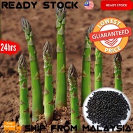 Ready Stock - Asparagus Seeds / Vegetables Seeds
