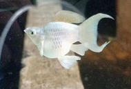 Molly platinum cawang aksesoris aquarium