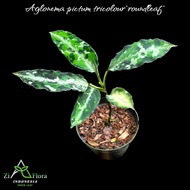 aglaonema pictum tricolour roundleaf tanaman hias/indoorplant/outdoor