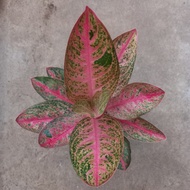 Tanaman hias aglaonema / aglonema kendedes