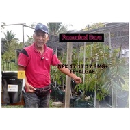 BAJA SUBUR 1 KG Pati Baja Subur NPK 17:17:17:3mg+TE+Algae