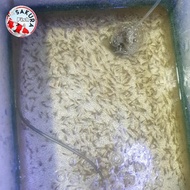 ikan cere sungai / nyalian / ikan kecil makanan predator