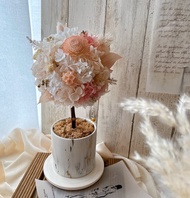 Miss。花謎 【初心】花球樹 小圓樹 開幕花禮 盆花 名片座