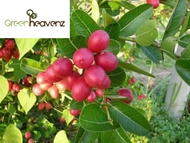 Anak pokok buah asam renda/asam caranda/Carissa carandas