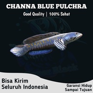 channa blue pulchra 10 cm
