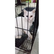 Lepas Adop Kucing Persia Munchkin NS Berkualitas