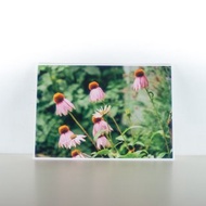 攝影明信片 | 紫錐花 - 花草微風景