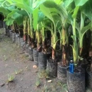 Superior natural horn banana tree seeds 203 ready ak