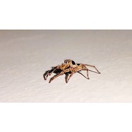 Spider photo jpeg softcopy only