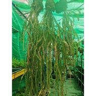 90s Greenovation | Live plant- hanging plant Fern Huperzia Mata Gaji/Sisik Ikan 鱼鳞石松 悬挂植物 (Rare)