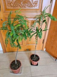 有機油甘子樹
