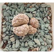 Lithops Gracilidelineata C189