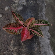 aglaonema arini/aglaonema