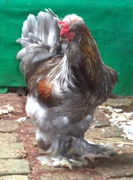 Ayam brahma Park blue jantan siap produksi ( real foto dan video )