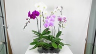 ( PRO+++ ) โปรแน่น.. T416 กล้วยไม้ฟาแลนนอปซิส ( ต้นใหญ่ ) (Phalaenopsis) กระถาง 3 นิ้ว สูง 45-65 cm 