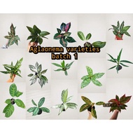 aglaonema varieties (batch 1)