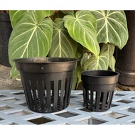 [Plant Feel Fern Up] Side Bud Pot Staghorn Orchid Aquatic Plant Breathable Root Control Plastic Flow