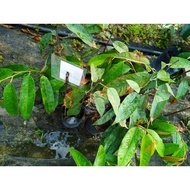 ANAK POKOK DURIAN MUSANG KING HIBRID