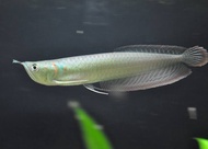 Ikan Arwana silver red