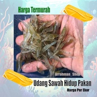 udang sawah pakan ikan predator - udang sawah hidup fresh segar berkualitas - udang hidup air tawar