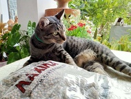 อาหารแมว MAXIMA 1-2ก.ก. Super Premium Maxima Cat Food Maintenance อาหารแมวเพื่อสุขภาพแมวที่ดี