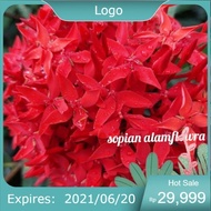 MERAH Red Hawaiian asoka plant - siantan - pagar asoka - large leaves