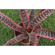 [ Ready Stock ] Cryptanthus Elaine