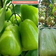 ANAK POKOK JAMBU AIR MADU  HIJAU MEGA TAIWAN HYBRID 2.5 Feet ++ [WEST MALAYSIA ONLY]