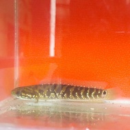 Asiatica WS Pure 6-7 cm full pelet