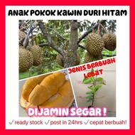 Rina • anak pokok kawin duri hitam • hybrid cepat berbuah lebat gardening live plant kahwin buah fruit sapling Malaysia