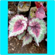 begonia keong pelangi / keong merah / keong maron