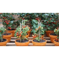 Benih Tomato Kerdil / Dwarf Tomato Seeds - Ready Stock