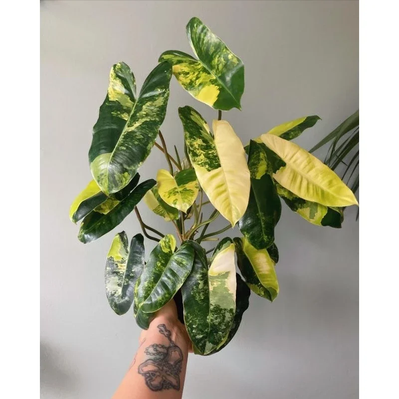 Tanaman Hias Philodendron Burlemarx variegata - Burlemarx variegata rimbun murah