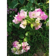 Keratan batang bunga kertas ID aiskrim (Bougainvillea 'ice cream' cuttings)