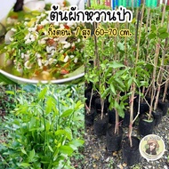 ต้นผักหวานป่า กิ่งตอน/สูง60-70ซม. ต้นพร้อมลงปลูก