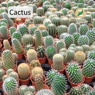 ֍Local Seller֍ [MOQ 2] Cactus Cacti Real Houseplant Office Plant Retail Shop Plant Outdoor Plant