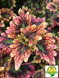 Mayana Coleus Copper Coral (Super Rare Mayana) with FREE plastic pot, and garden soil (Outdoor Plant, Real Plant, Live Plant and Limited Stock)