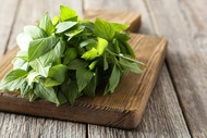Bibit Tanaman Mint Bibit Daun Mint Bibit Peppermint Pohon Mint