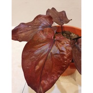 Pokok Keladi Viral / Pokok Keladi Rare / Caladium Ma Had Thai / Pokok Hidup