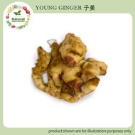 Young Ginger 子姜 ±200G