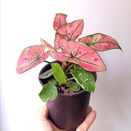 二品種) 彩葉芋 紅草莓+綠草莓 Caladium 天南星科 精選靚葉 連 花盆  雨林植物 盆栽   禮物 gift Caladium plant 淨化空氣 新手 紅葉  【實拍如圖】
