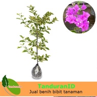 Tanaman Hias Bougenville Ungu Variegata