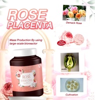 ROSE STEM CELL - Authentic from Thailand