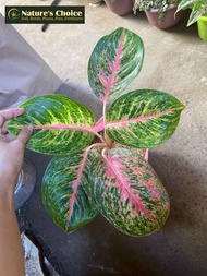Aglaonema Boxer (Limited Stocks Only) with FREE garden soil plastic pot and marble chip pebbles - pl