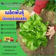 2000เมล็ด เมล็ดพันธุ์สลัดบัตเตอร์เฮด สายพันธ์ต่างประเทศ เมล็ดสลัด ทรงสวย เมล็ดผักสลัด ปลูกง่าย โตไว