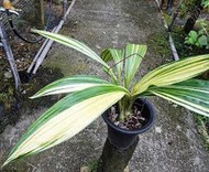 超美白葉藝Phaius tankervilleae "出藝"鶴頂蘭(罕見~超大花15CM)珍藏母本