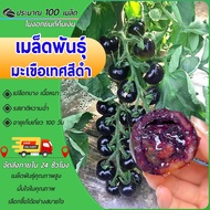 100เมล็ด เมล็ดพันธุ์มะเขือเทศดำ Black Pearl Tomato มะเขือเทศสีดำ มะเขือเทศเชอรี่ สีดำ งอกง่าย โตไวลู