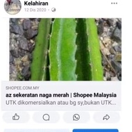 A keratan buah naga Z