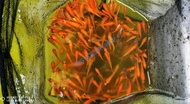 Arowana/Chana/Osca fish food ikan kap hidup(2~4cm )(60-12/value pack 400++)value pack order at Sunda